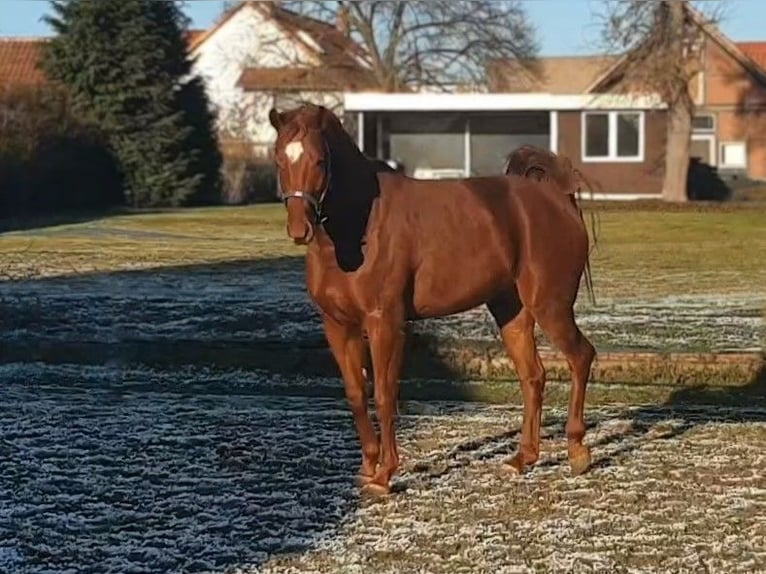 Hannoveraner Stute 6 Jahre 178 cm Fuchs in Hildesheim