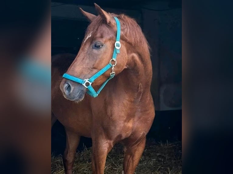 Hannoveraner Stute 6 Jahre 178 cm Fuchs in Hildesheim