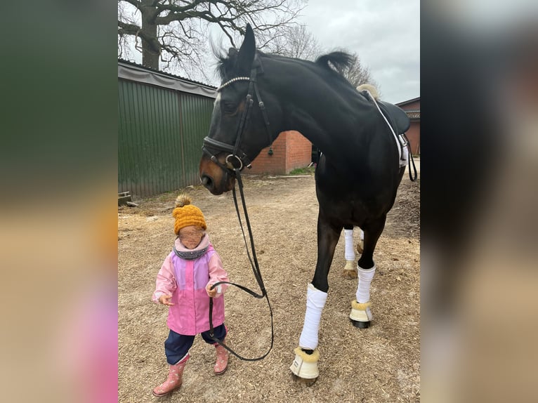 Hannoveraner Stute 6 Jahre 178 cm Schwarzbrauner in Lähden