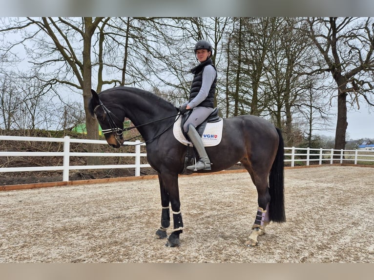 Hannoveraner Stute 6 Jahre 178 cm Schwarzbrauner in Lähden