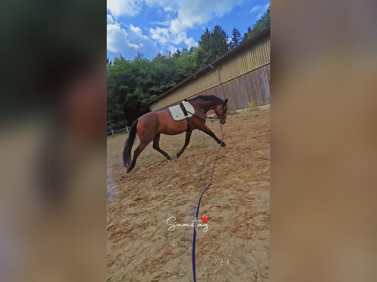 Hannoveraner Stute 6 Jahre 180 cm Brauner in Handeloh
