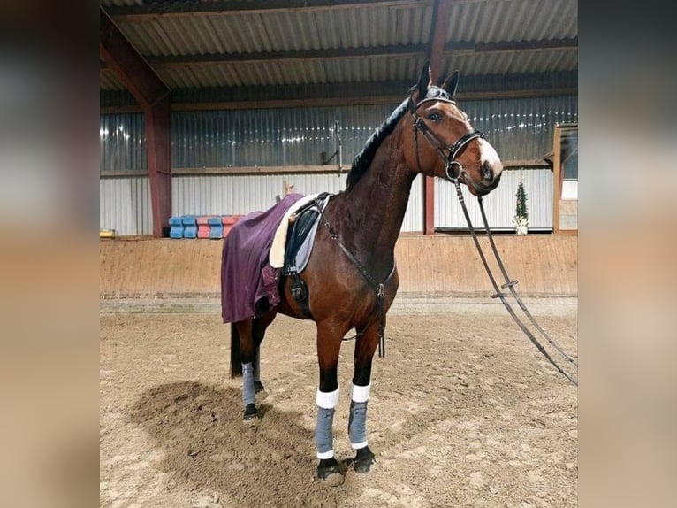 Hannoveraner Stute 6 Jahre 180 cm Brauner in Handeloh