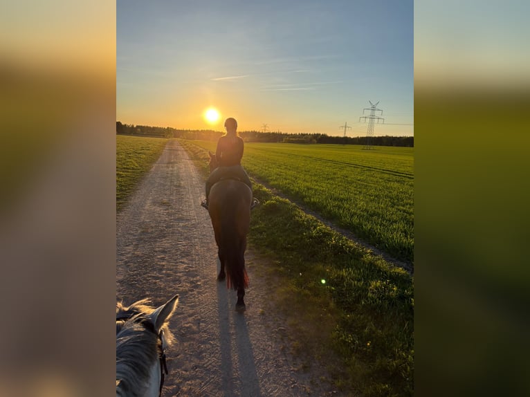 Hannoveraner Stute 6 Jahre 180 cm Brauner in Handeloh