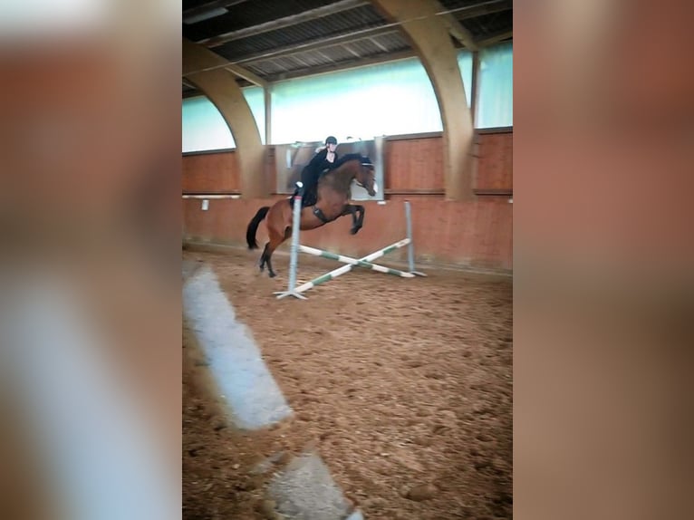 Hannoveraner Stute 6 Jahre 180 cm Brauner in Handeloh