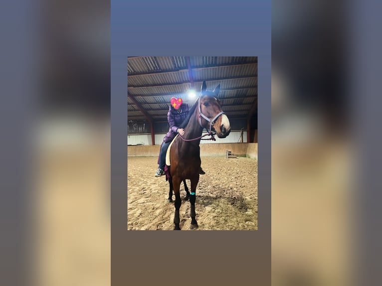 Hannoveraner Stute 6 Jahre 180 cm Brauner in Handeloh