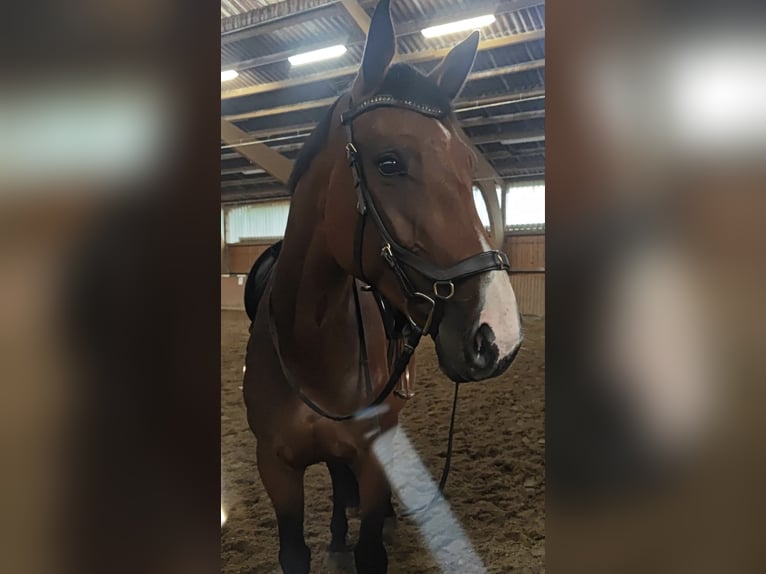 Hannoveraner Stute 6 Jahre 180 cm Brauner in Handeloh