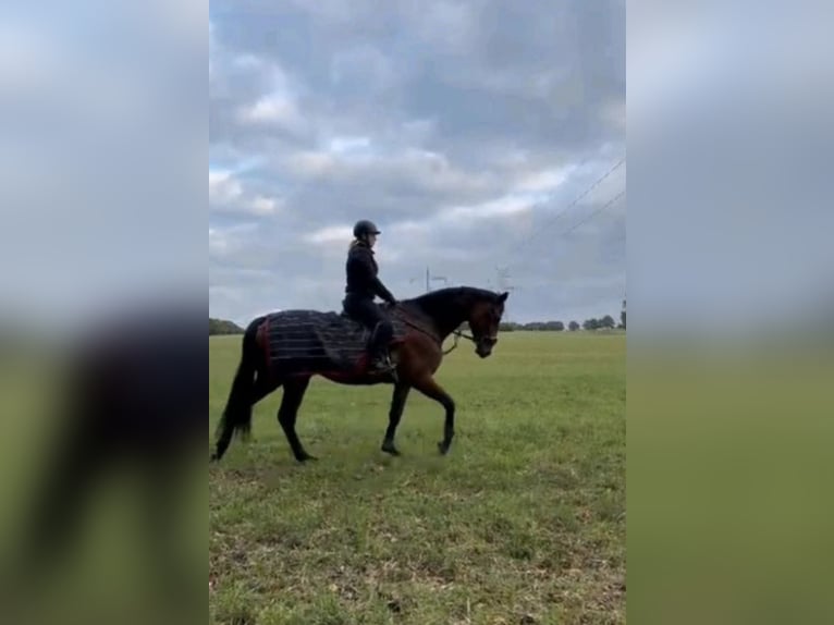 Hannoveraner Stute 6 Jahre 180 cm Brauner in Handeloh