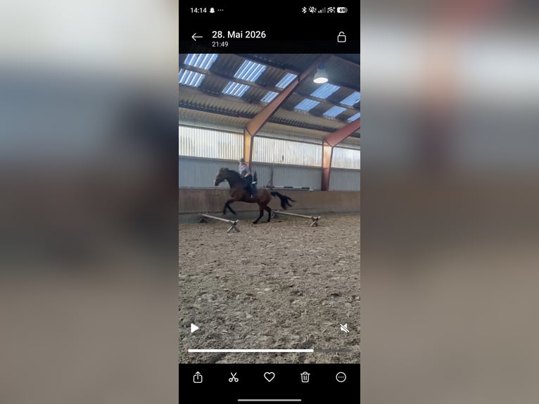 Hannoveraner Stute 6 Jahre 180 cm Brauner in Handeloh