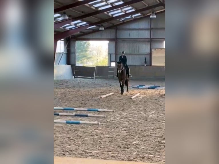Hannoveraner Stute 6 Jahre 180 cm Brauner in Handeloh