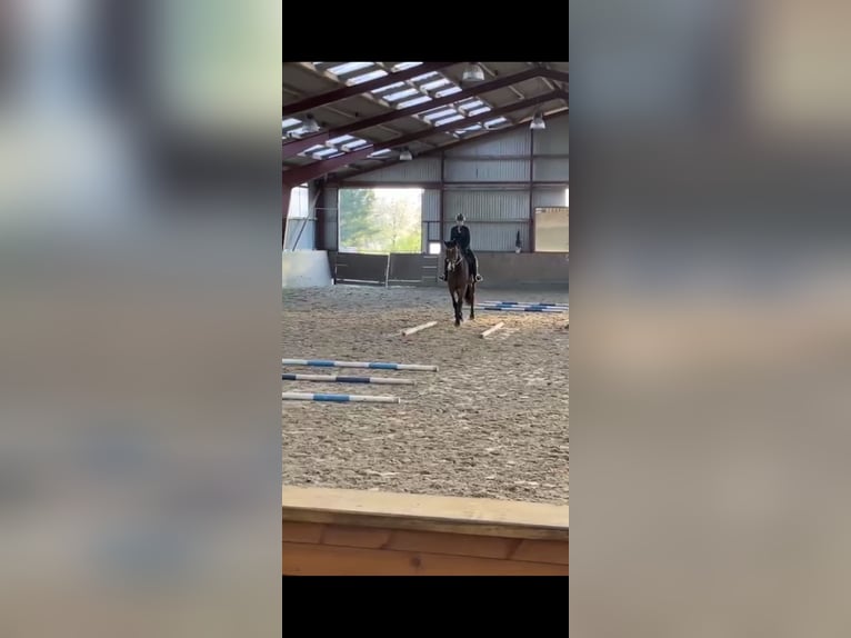 Hannoveraner Stute 6 Jahre 180 cm Brauner in Handeloh