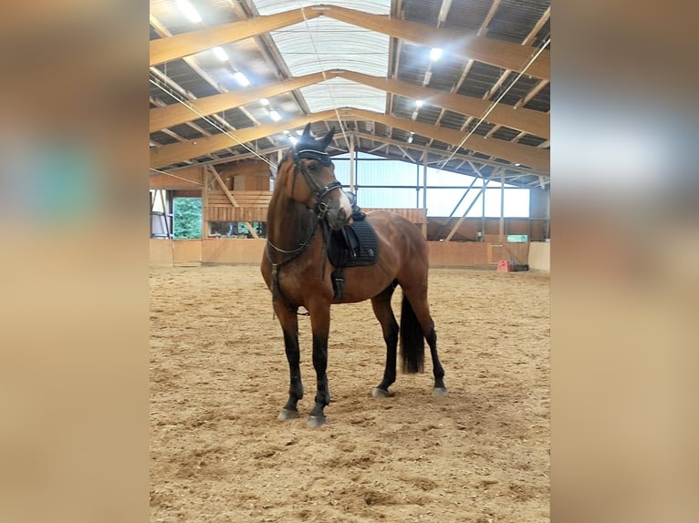 Hannoveraner Stute 6 Jahre 180 cm Brauner in Handeloh
