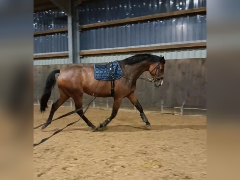 Hannoveraner Stute 6 Jahre 180 cm Brauner in Handeloh