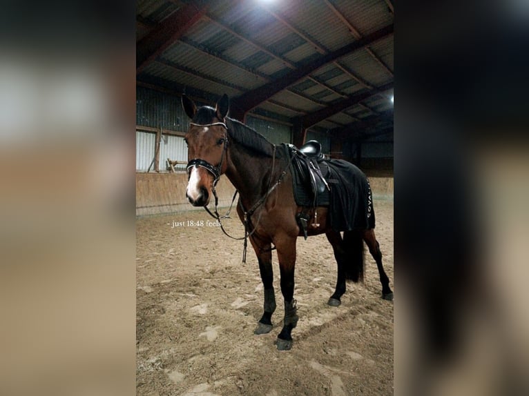 Hannoveraner Stute 6 Jahre 180 cm Brauner in Handeloh