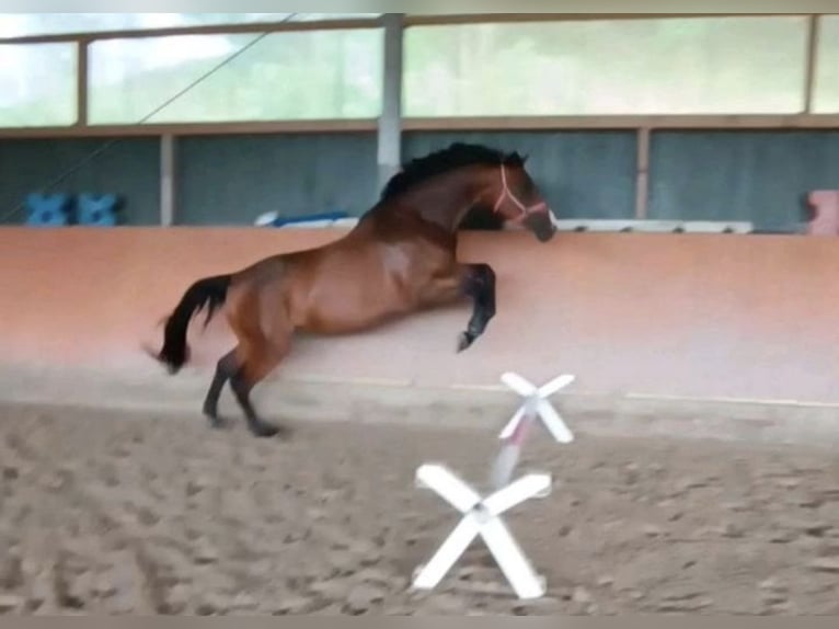 Hannoveraner Stute 6 Jahre 180 cm Brauner in Handeloh