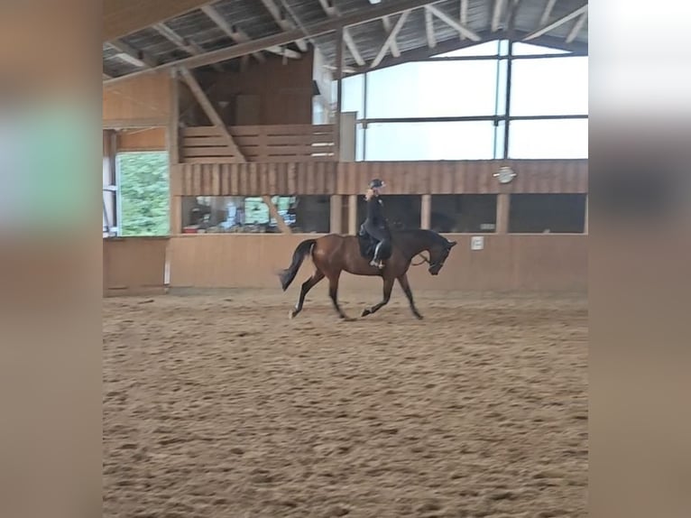 Hannoveraner Stute 6 Jahre 180 cm Brauner in Handeloh