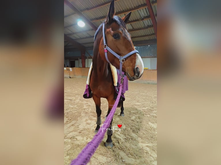 Hannoveraner Stute 6 Jahre 180 cm Brauner in Rosengarten