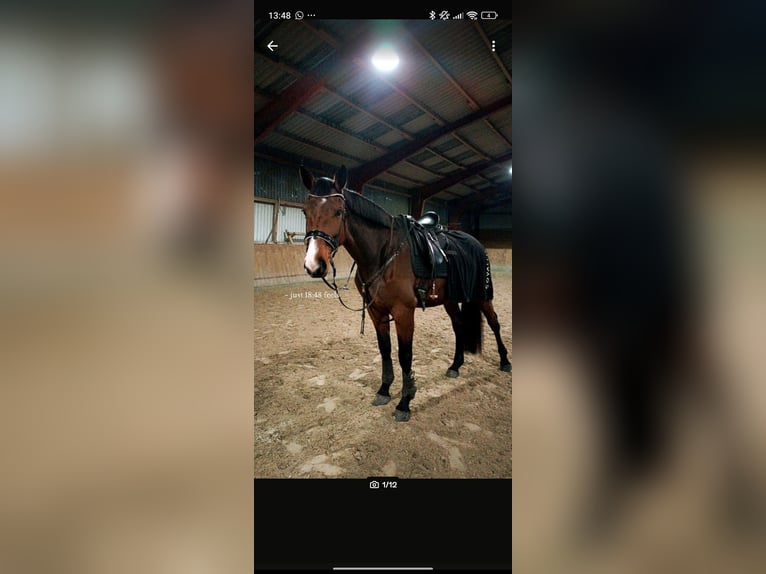 Hannoveraner Stute 6 Jahre 180 cm Brauner in Rosengarten