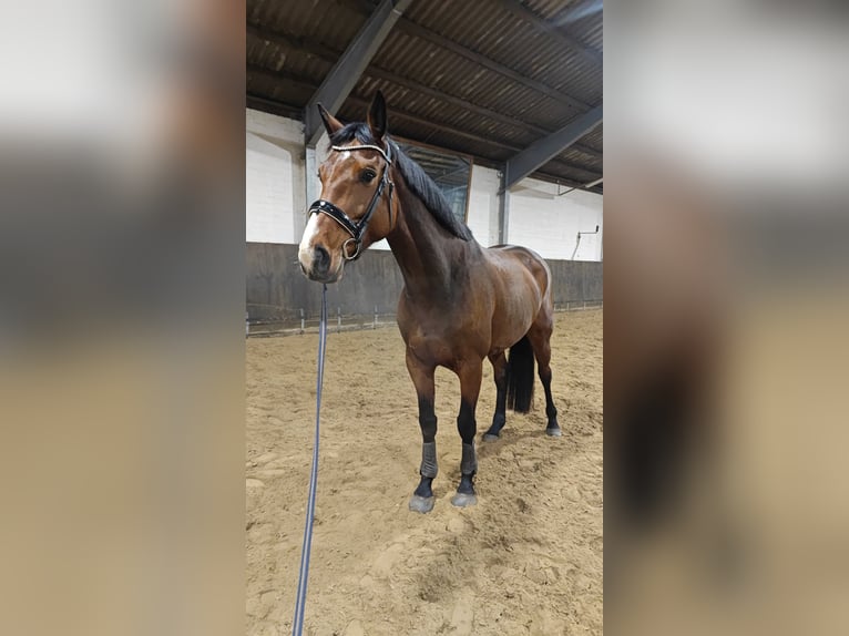 Hannoveraner Stute 6 Jahre 180 cm Brauner in Rosengarten