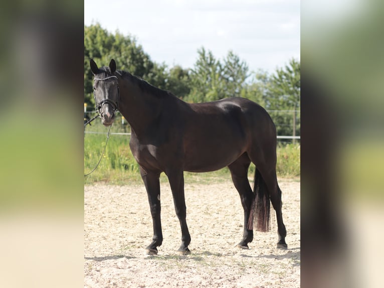 Hannoveraner Stute 6 Jahre 180 cm Rappe in Leverkusen