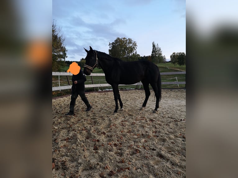 Hannoveraner Stute 6 Jahre 180 cm Schwarzbrauner in Gefell