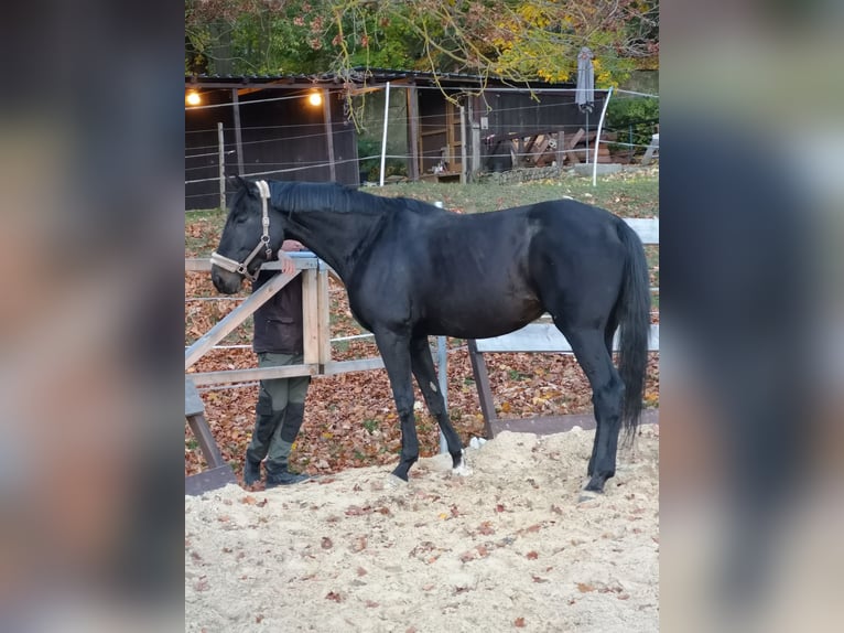 Hannoveraner Stute 6 Jahre 180 cm Schwarzbrauner in Gefell