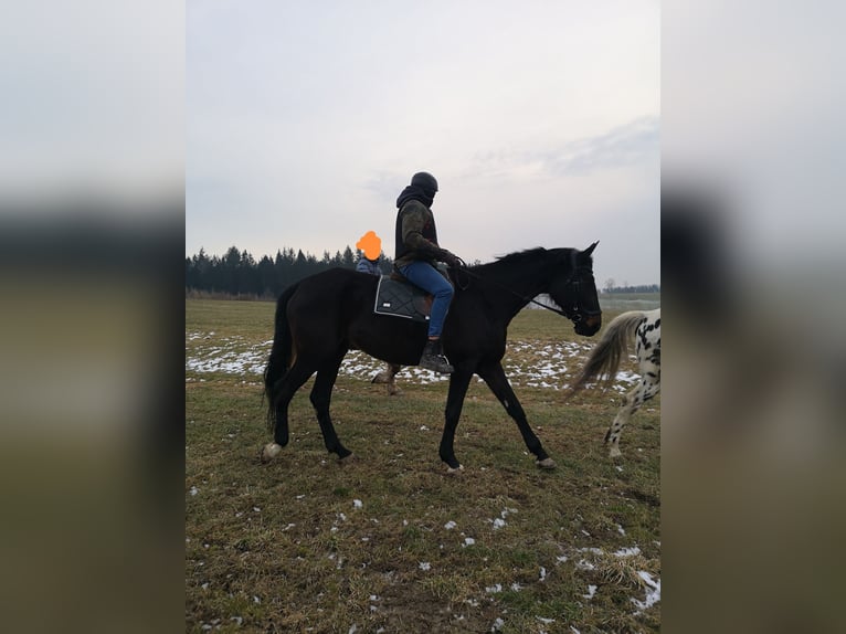 Hannoveraner Stute 6 Jahre 180 cm Schwarzbrauner in Gefell