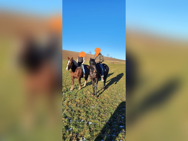 Hannoveraner Stute 6 Jahre 180 cm Schwarzbrauner in Gefell