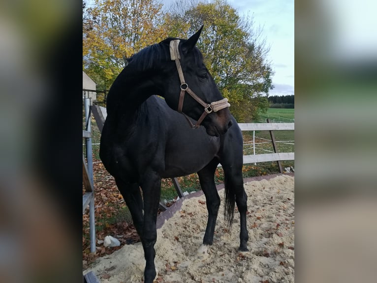 Hannoveraner Stute 6 Jahre 180 cm Schwarzbrauner in Gefell