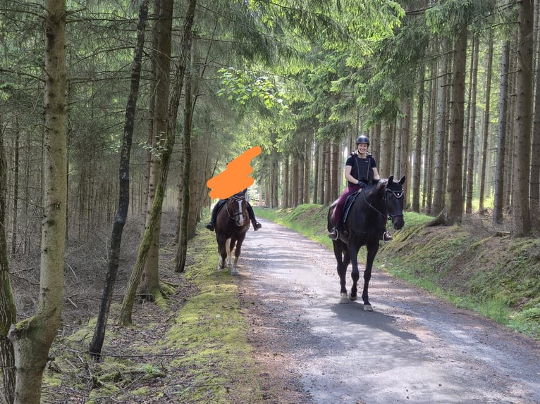 Hannoveraner Stute 6 Jahre 180 cm Schwarzbrauner in Gefell