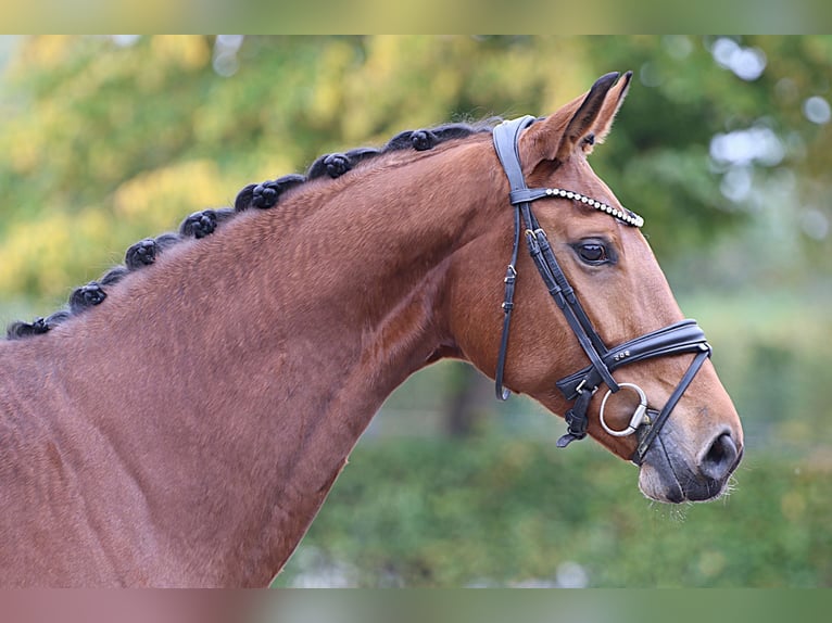 Hannoveraner Stute 6 Jahre Brauner in Meinersen