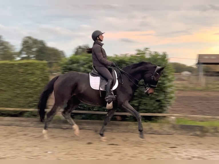 Hannoveraner Stute 7 Jahre 155 cm Schwarzbrauner in Salzhausen