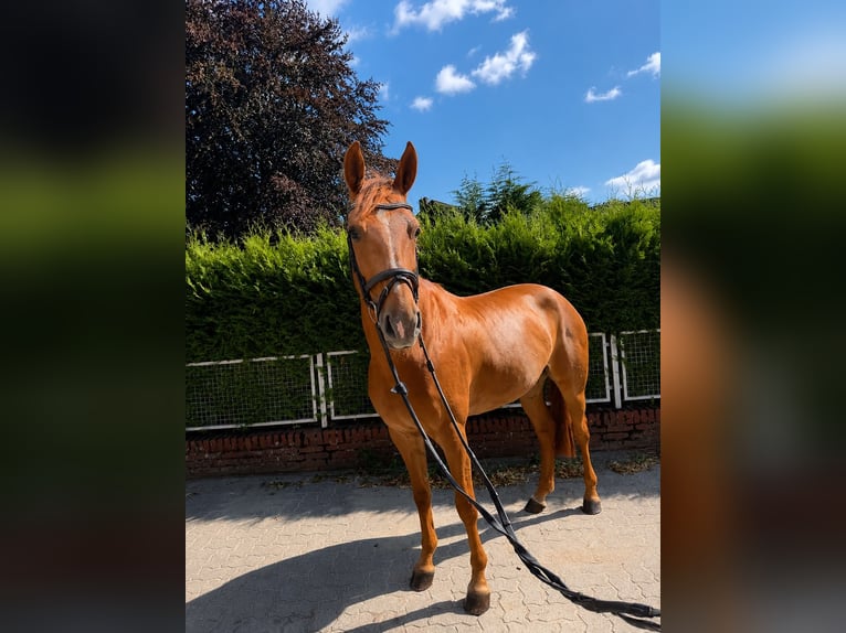 Hannoveraner Stute 7 Jahre 156 cm Fuchs in Rosengarten
