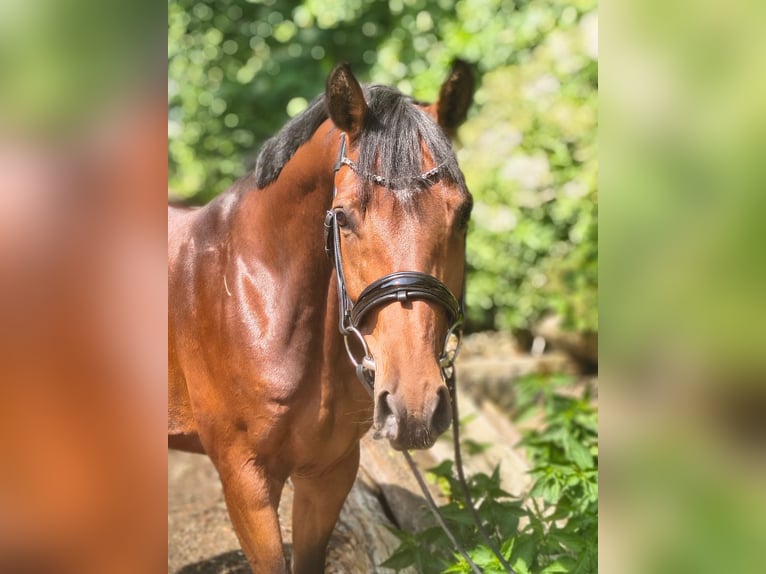 Hannoveraner Stute 7 Jahre 158 cm Brauner in Belum