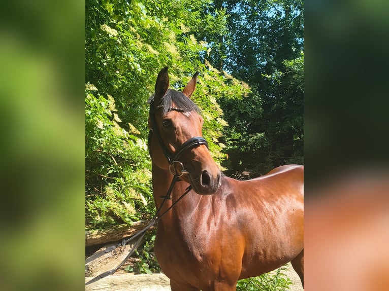 Hannoveraner Stute 7 Jahre 158 cm Brauner in Belum