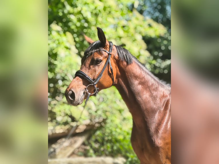 Hannoveraner Stute 7 Jahre 158 cm Brauner in Belum