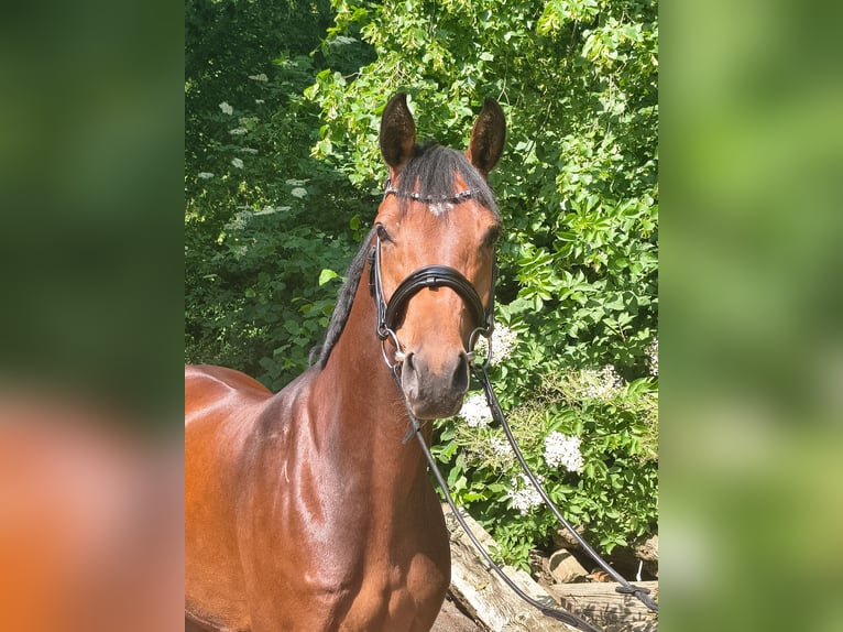 Hannoveraner Stute 7 Jahre 158 cm Brauner in Belum