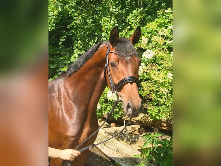 Hannoveraner Stute 7 Jahre 158 cm Brauner in Belum