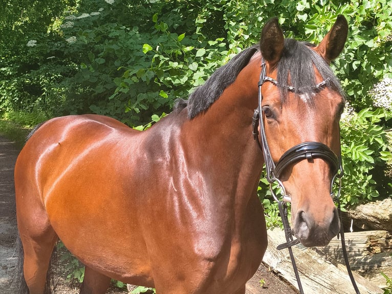 Hannoveraner Stute 7 Jahre 158 cm Brauner in Belum