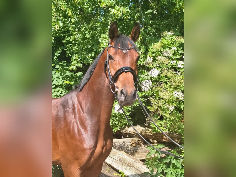 Hannoveraner Stute 7 Jahre 158 cm Brauner in Belum
