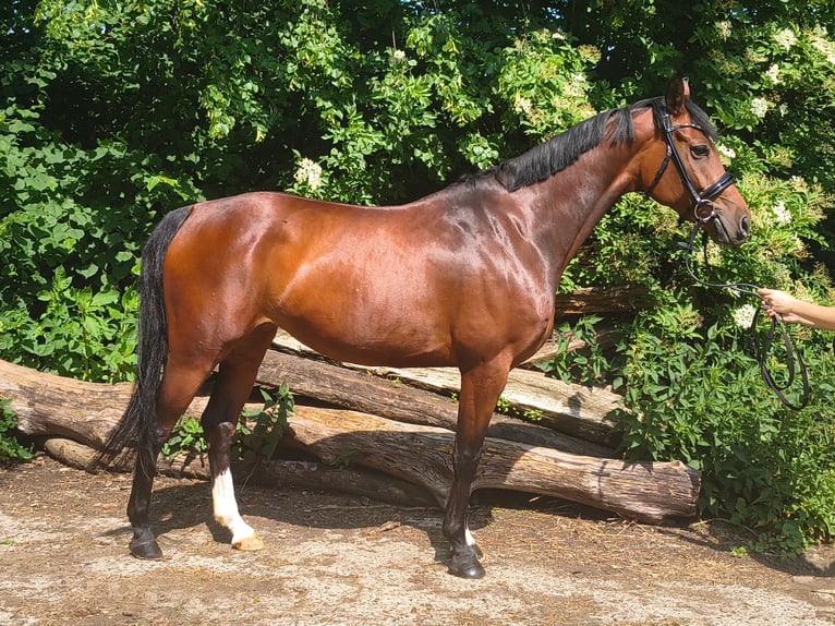 Hannoveraner Stute 7 Jahre 158 cm Brauner in Belum