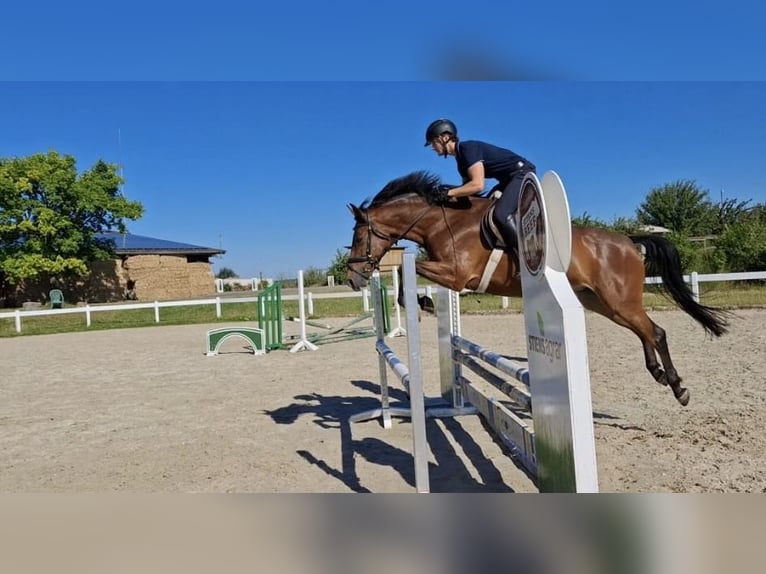 Hannoveraner Stute 7 Jahre 160 cm Brauner in Bebra
