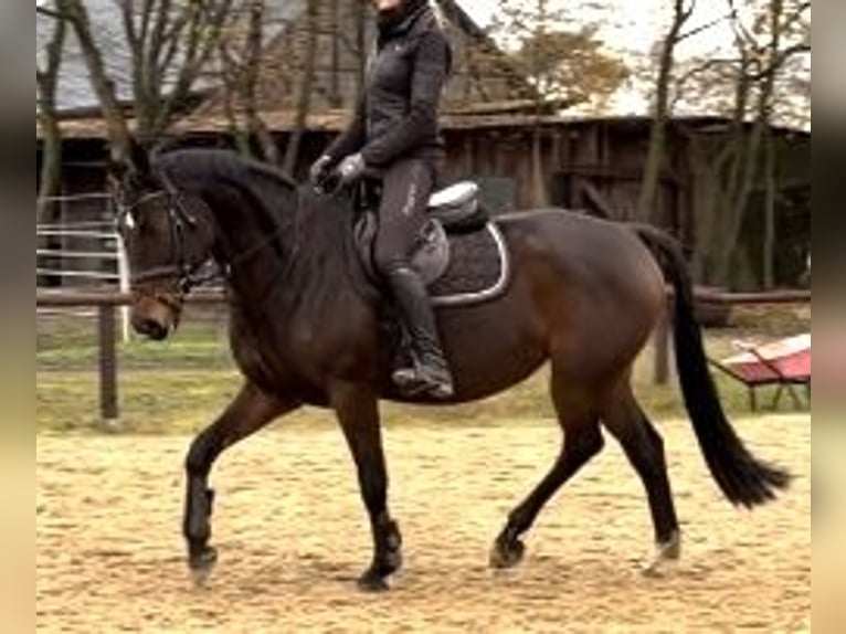 Hannoveraner Stute 7 Jahre 160 cm Dunkelbrauner in Verden (Aller)