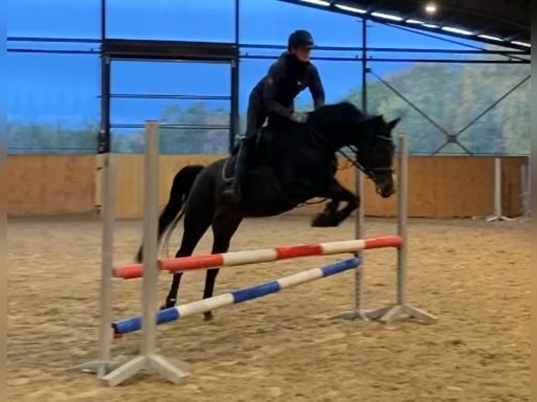 Hannoveraner Stute 7 Jahre 160 cm Dunkelbrauner in Schneverdingen