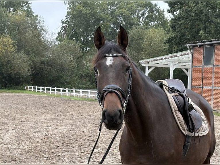 Hannoveraner Stute 7 Jahre 160 cm Dunkelbrauner in Verden (Aller)