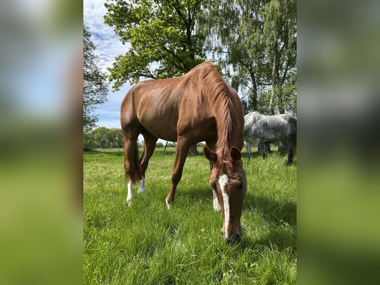 Hannoveraner Stute 7 Jahre 160 cm Fuchs in Struvenh&#xFC;tten