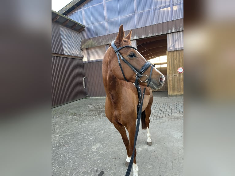 Hannoveraner Stute 7 Jahre 160 cm Fuchs in Struvenh&#xFC;tten