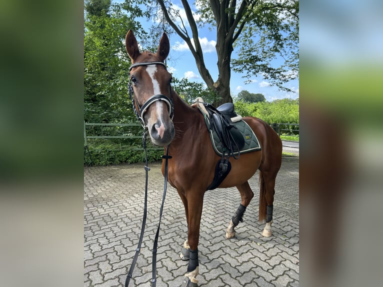 Hannoveraner Stute 7 Jahre 160 cm Fuchs in Struvenh&#xFC;tten