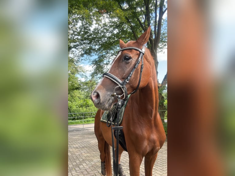 Hannoveraner Stute 7 Jahre 160 cm Fuchs in Struvenh&#xFC;tten