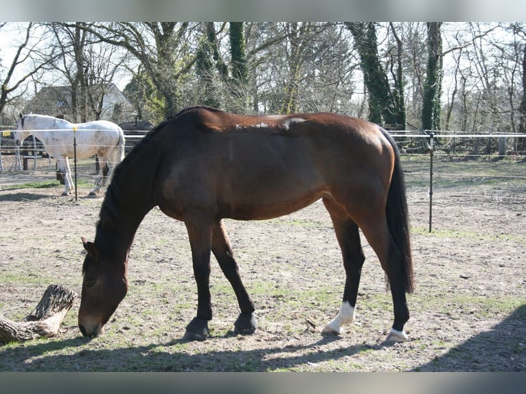 Hannoveraner Stute 7 Jahre 160 cm in M&#xFC;ssen