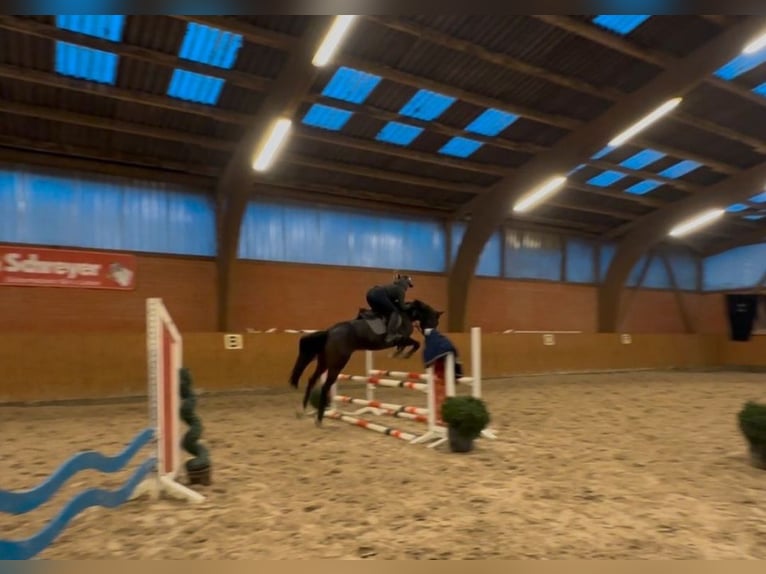 Hannoveraner Stute 7 Jahre 161 cm Dunkelbrauner in Zeven